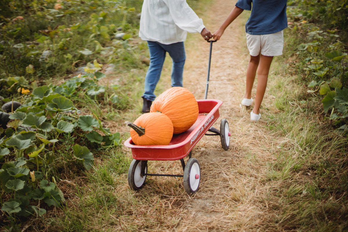 Two people hauling two large pumpkins on a pull cart in a pumpkin patch, one of the 15 fun things to do in the fall.