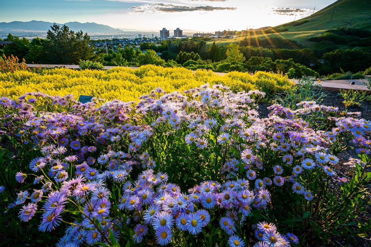 Purple flowers in bloom at the Red Butte Garden in Salt Lake City.