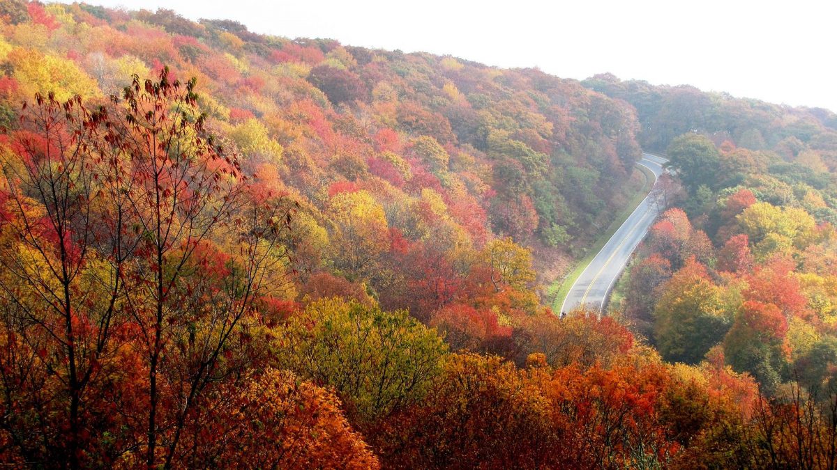 Aerial shot of a road in North Carolina surrounded by fall foliage. 