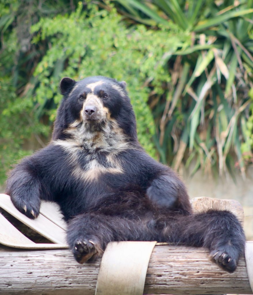 San Antonio Zoo’s spectacled bear lounging on a log