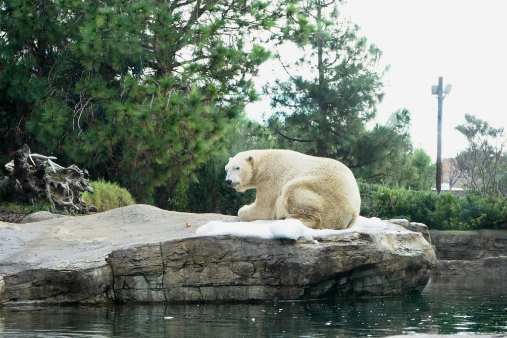 san diego zoo polar bear 1024x683 - 30+ Best Zoos in the World Right Now