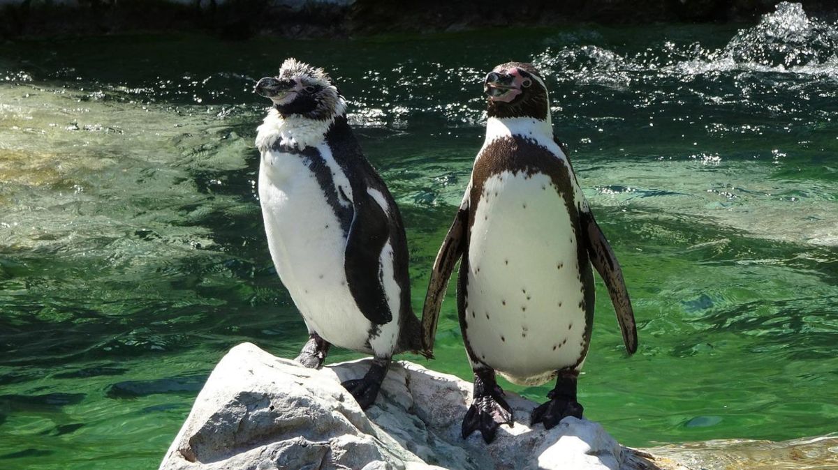 schonbrunn zoo penguins - 30+ Best Zoos in the World Right Now