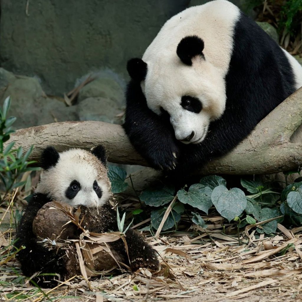 singapore zoo pandas 1024x1024 - 30+ Best Zoos in the World Right Now
