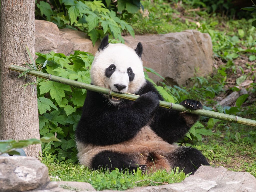 giant panda eating at Smithsonian National Zoo
