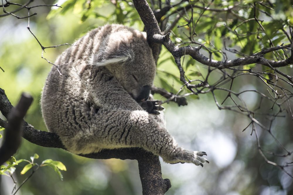 sleeping koala at Taronga Zoo