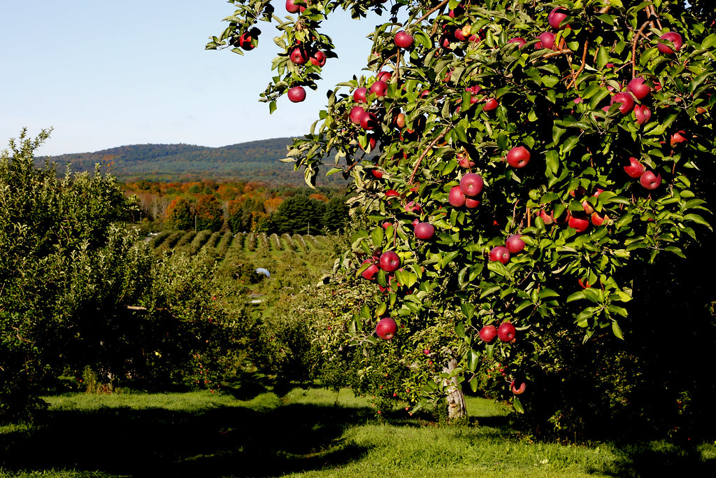 Apple orchard in Berkshires County, Massachusetts during early fall.