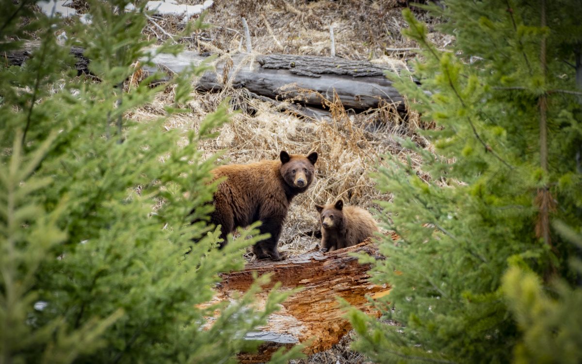 Mother and bear cub in the wilderness of Yellowstone National Park, one of the best places to visit in September in the USA.