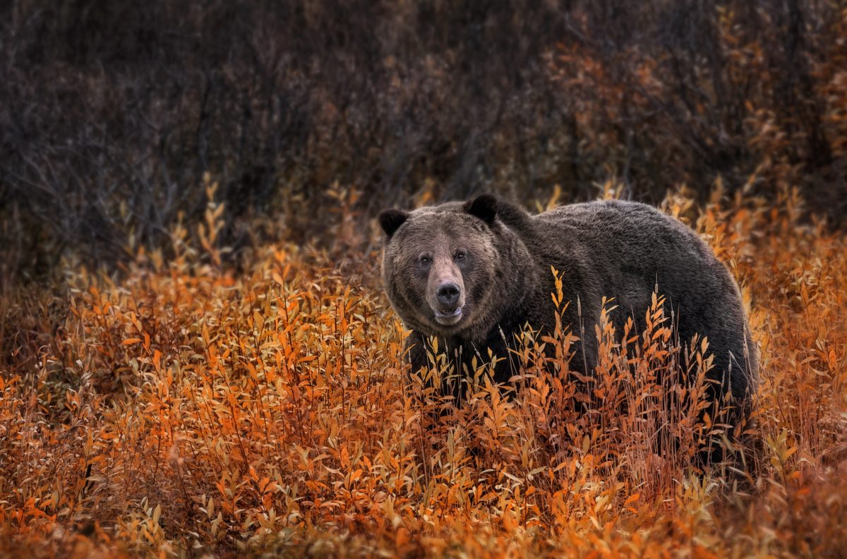 A bear amongst the fall foliage found in Yellowstone National Park, one of the best fall vacations in the US.