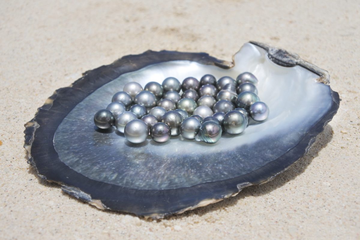 tahitian black pearls on an oyster shell lying in the sand.