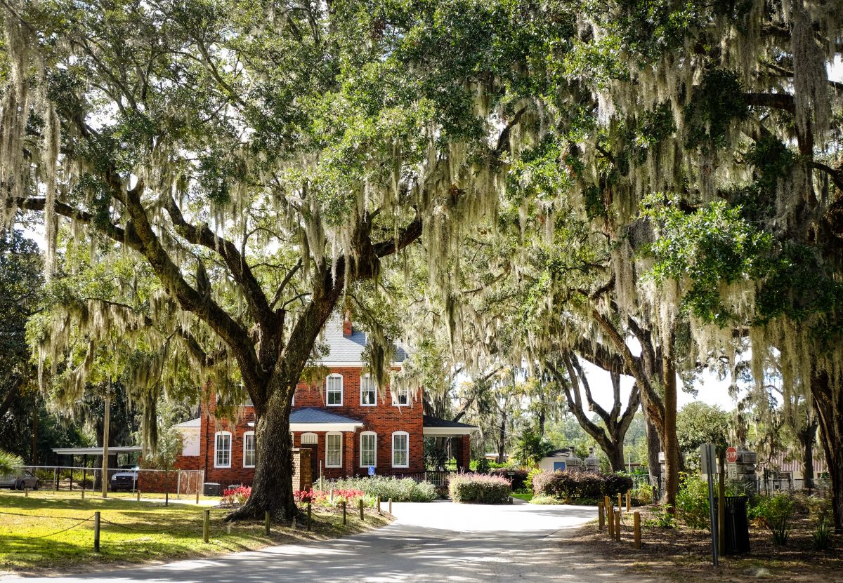 grand spanish moss trees in bonaventure cemetery in savannah, ga.