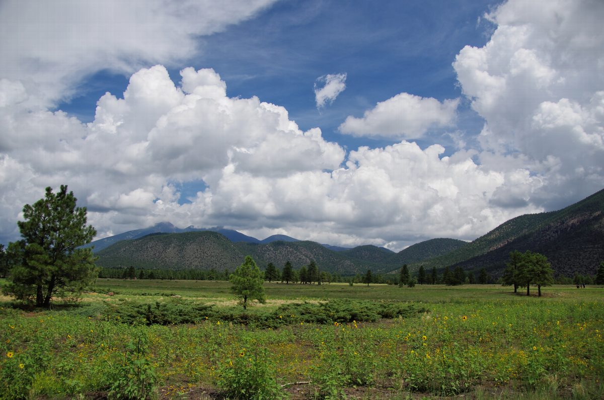 Open field at Buffalo Park with the San Francisco Peaks in the background.