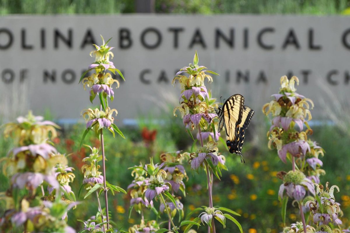 flowers in bloom with a butterfly at the north carolina botanical garden.