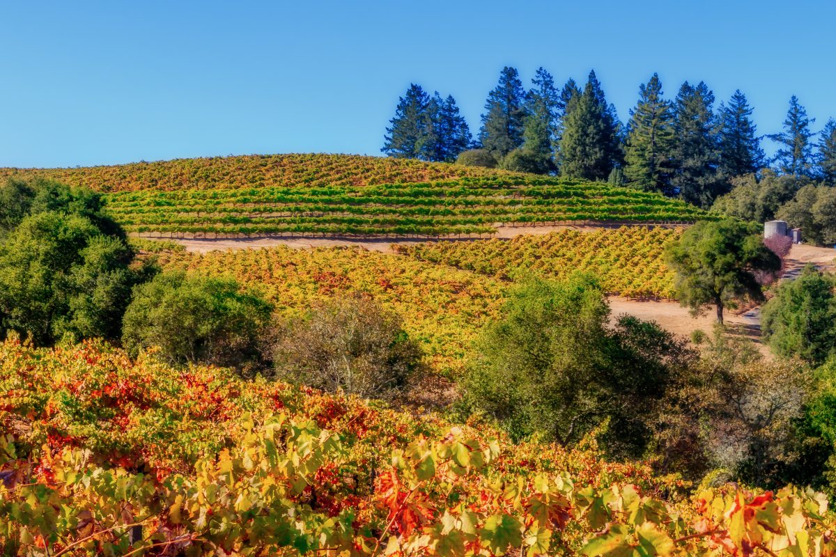 one of the vineyards in sonoma county, california bathed in autumn colors.