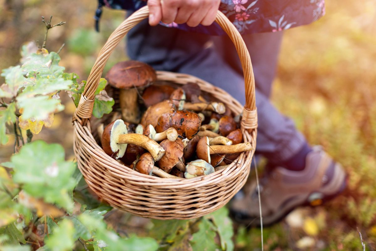 Woman picking mushroom in the forest