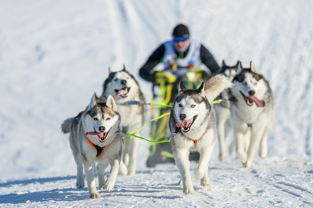 Dog-sledding in Alaska