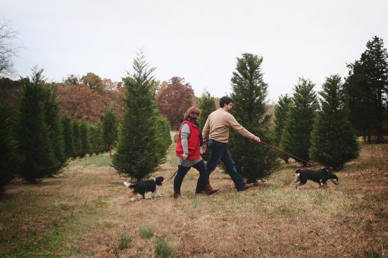 20 Best Christmas Tree Farm Near Me in the USA TouristSecrets