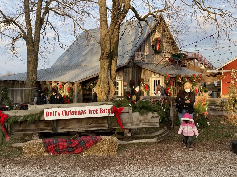 20 Best Christmas Tree Farm Near Me in the USA TouristSecrets