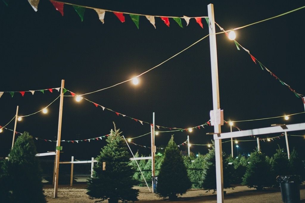 20 Best Christmas Tree Farm Near Me in the USA | TouristSecrets
