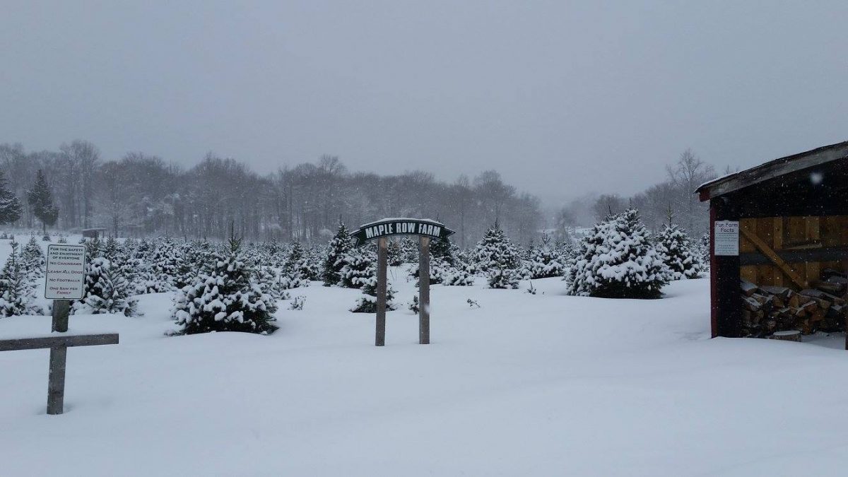 20 Best Christmas Tree Farm Near Me in the USA TouristSecrets