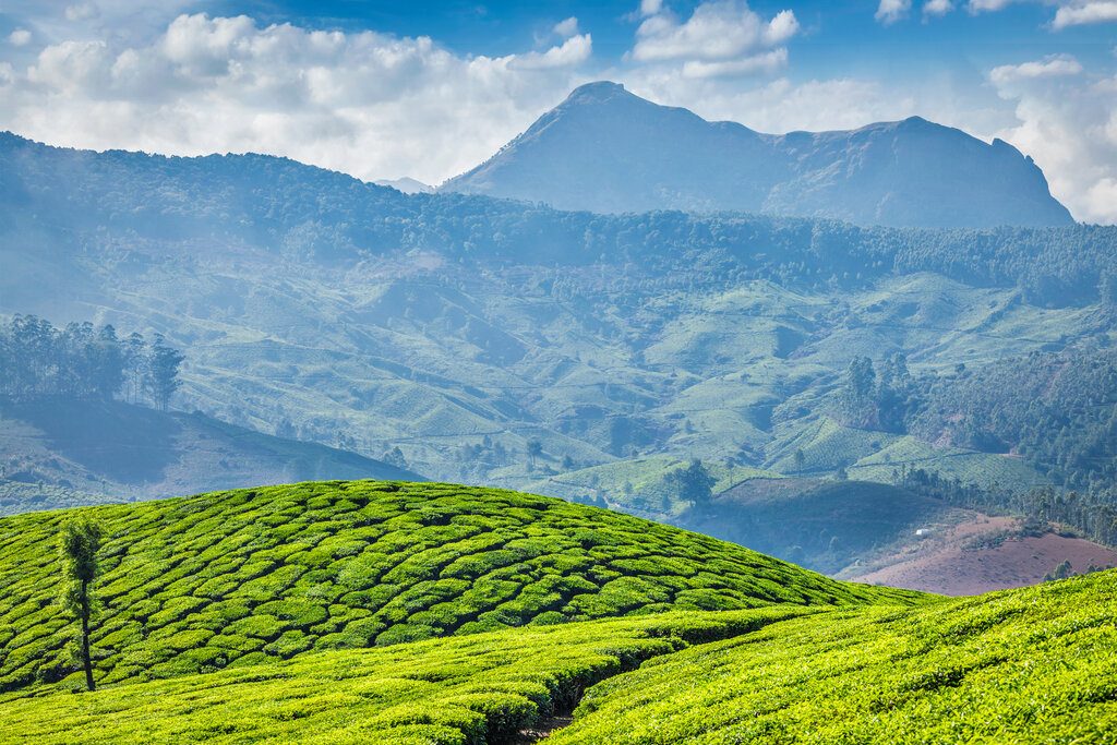 green tea plantations in the morning, Munnar, Kerala state, India