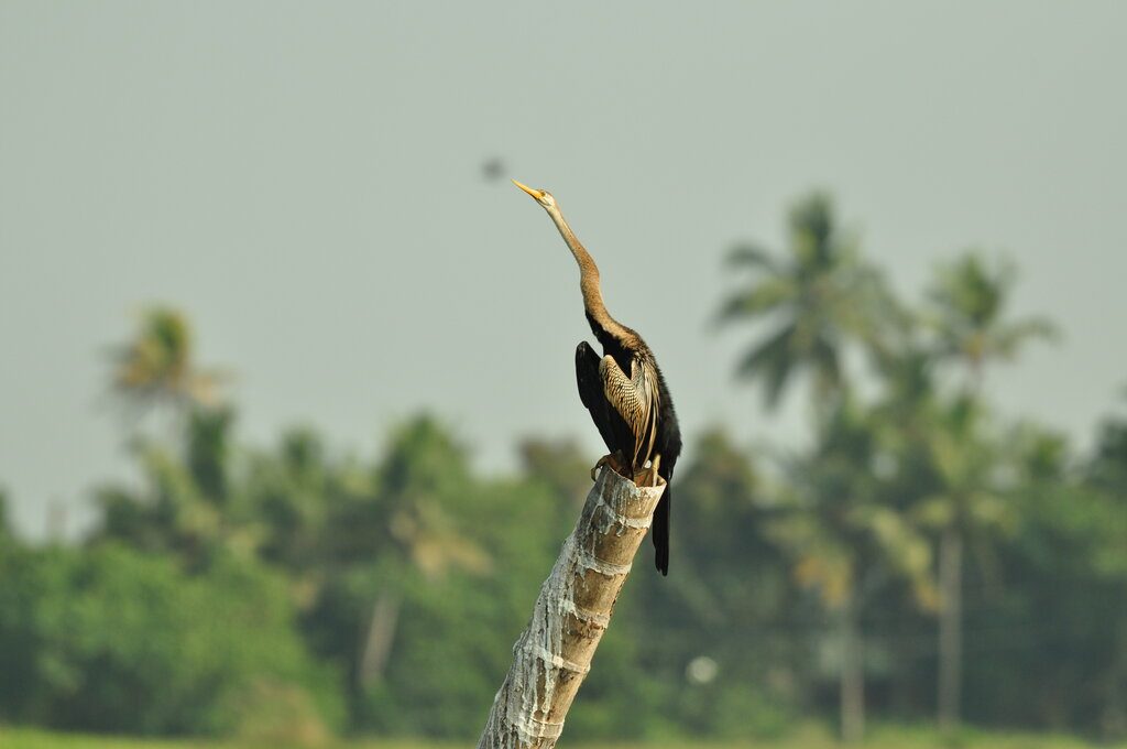 the great Cormorant / the large Cormorant/ the black Cormorant in Kumarakom.