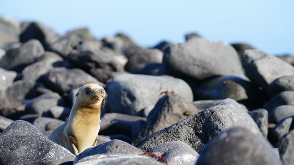a close up shot of a baby seal perched on rocks by the beach at Galapagos Islands, Ecuador 