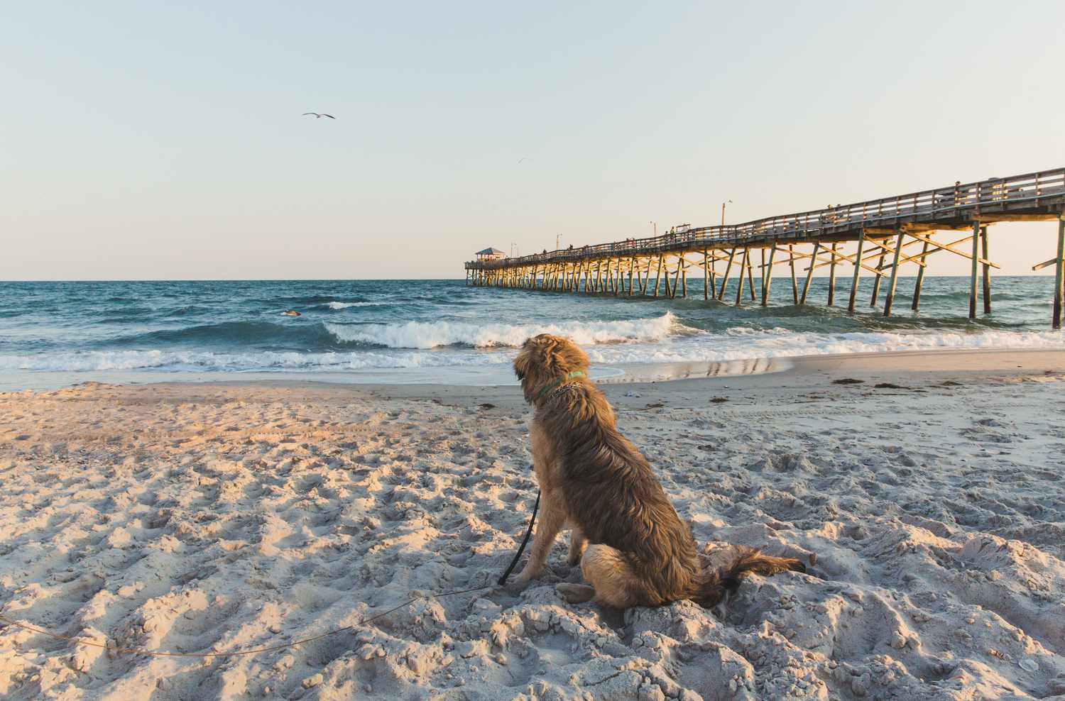 Best-Dog-Friendly-Beaches-In-The-US best-dog-friendly-beaches-in-the-us