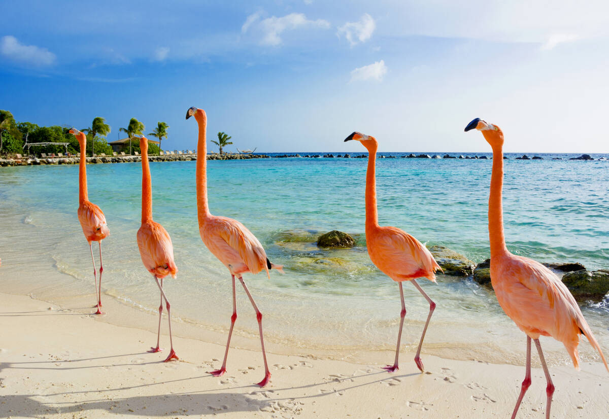 Beyond-The-Beach-Traveler8217s-Guide-To-Aruba beyond-the-beach-travelers-guide-to-aruba