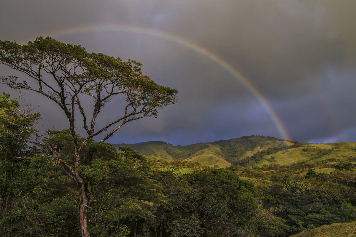 coffee-cloud-forest-in-monteverde-costa-rica