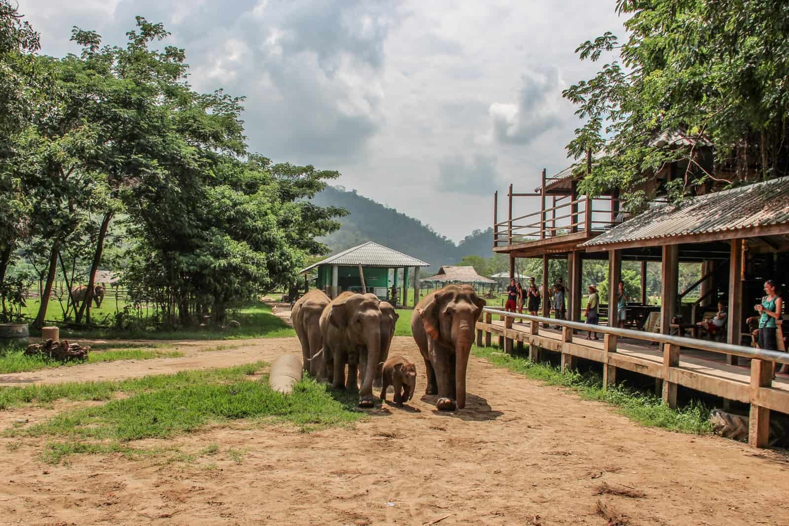 Elephant-Trekking-In-Chiang-Mai-Thailand8230Is-It-Moral elephant-trekking-in-chiang-mai-thailandis-it-moral