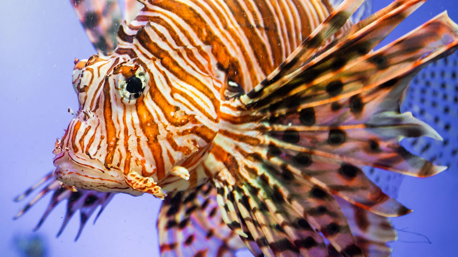 How-Eating-Lionfish-Can-Help-Save-The-Planet how-eating-lionfish-can-help-save-the-planet