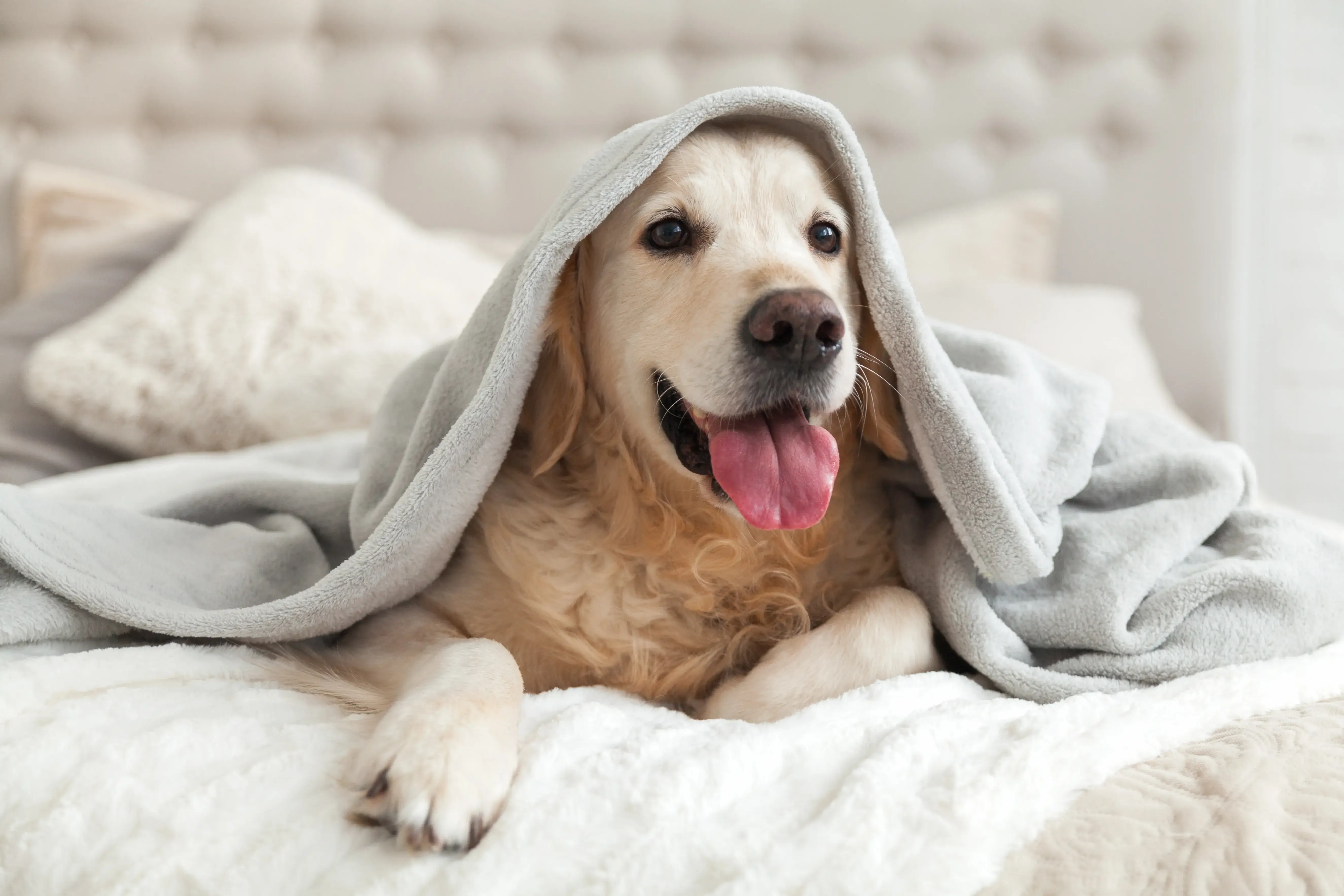 Top-6-Pet-Friendly-Hotels-In-Nashville-TN top-6-pet-friendly-hotels-in-nashville-tn