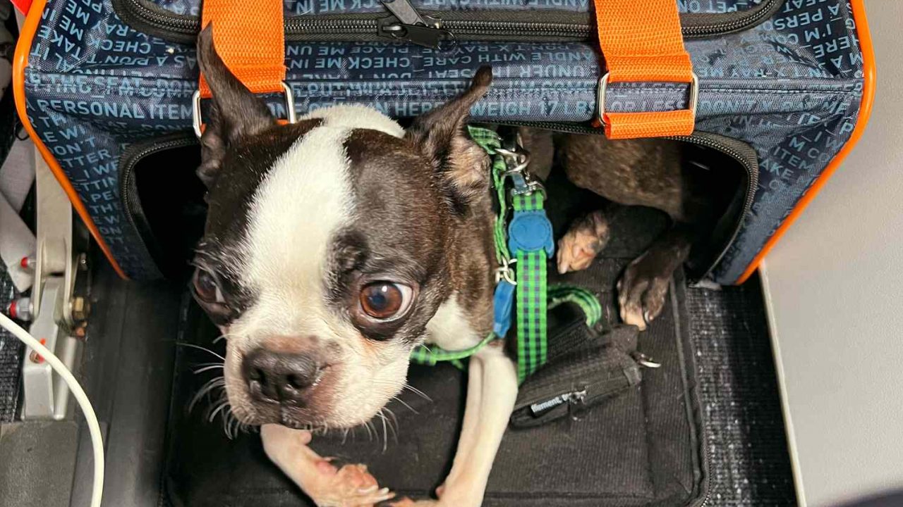 Airline approved cat carriers under on sale seat