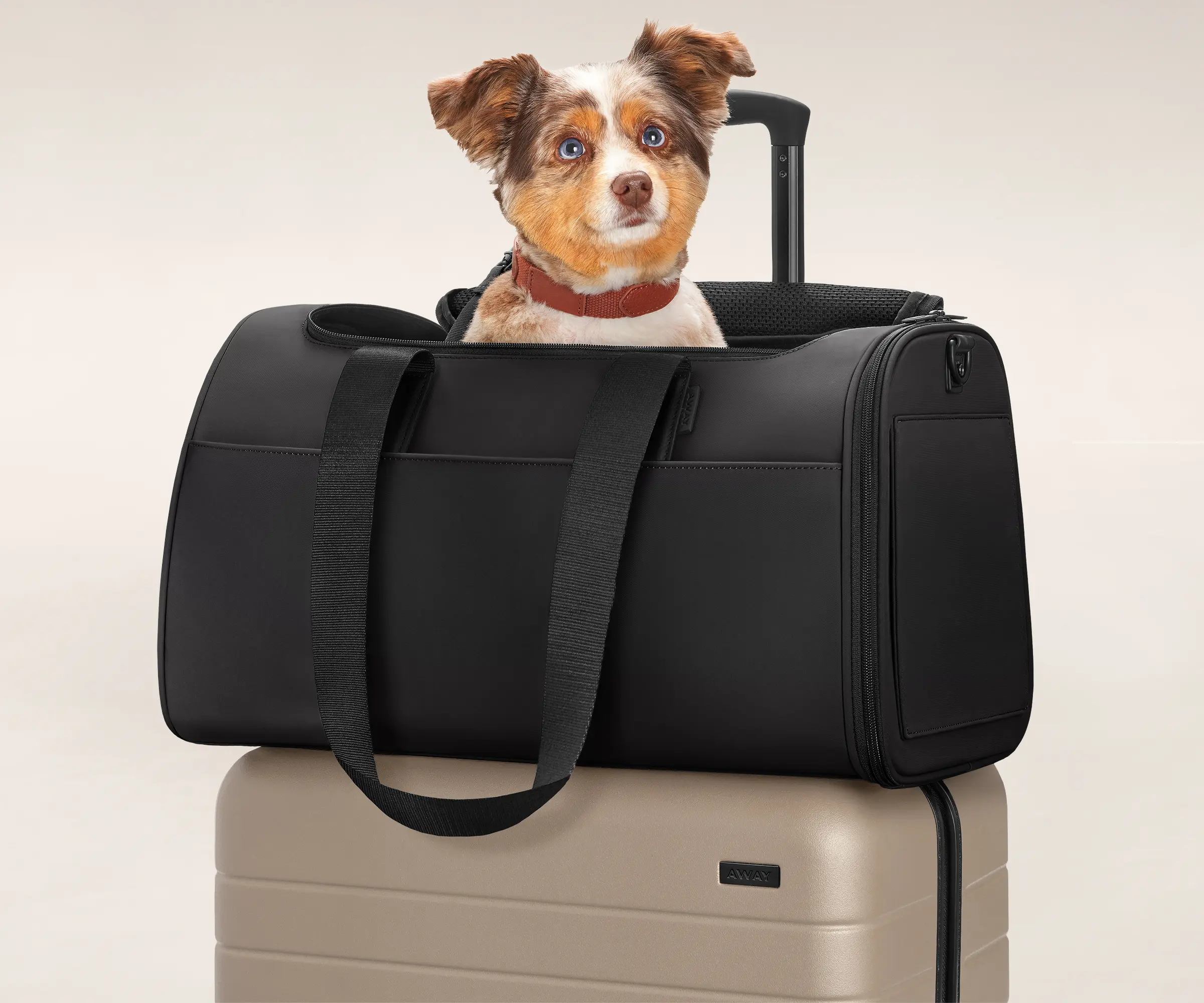 12 Amazing Dog Suitcase for 2023 TouristSecrets
