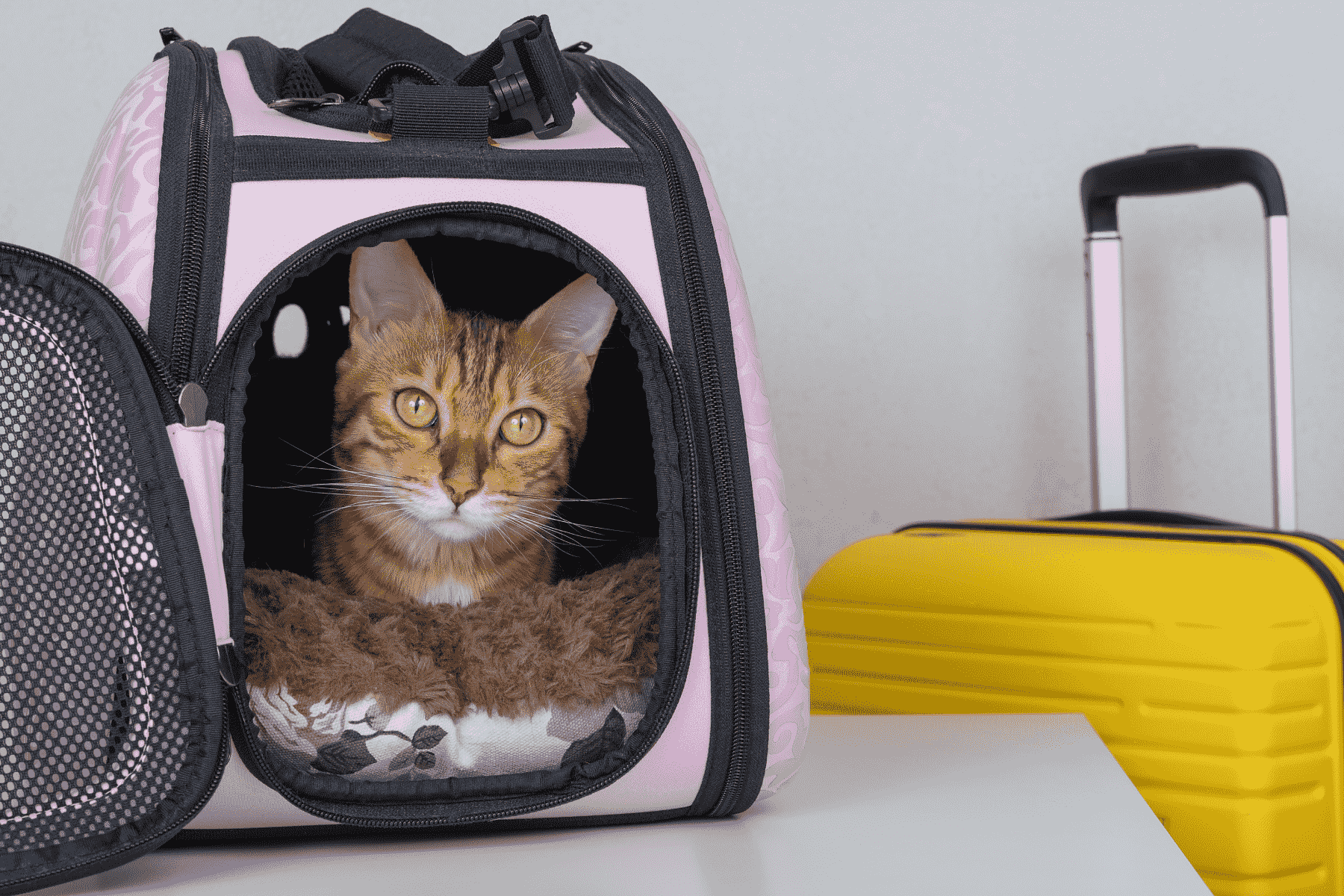 13 Best Airplane Cat Carrier for 2023 TouristSecrets