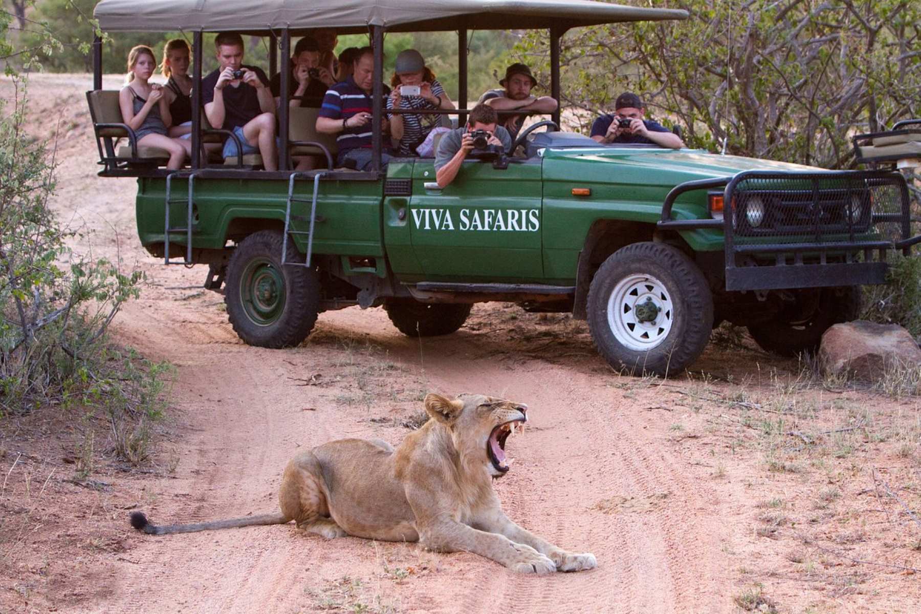 4-Days-Itinerary-In-Kruger-National-Park-With-Viva-Safaris 4-days-itinerary-in-kruger-national-park-with-viva-safaris