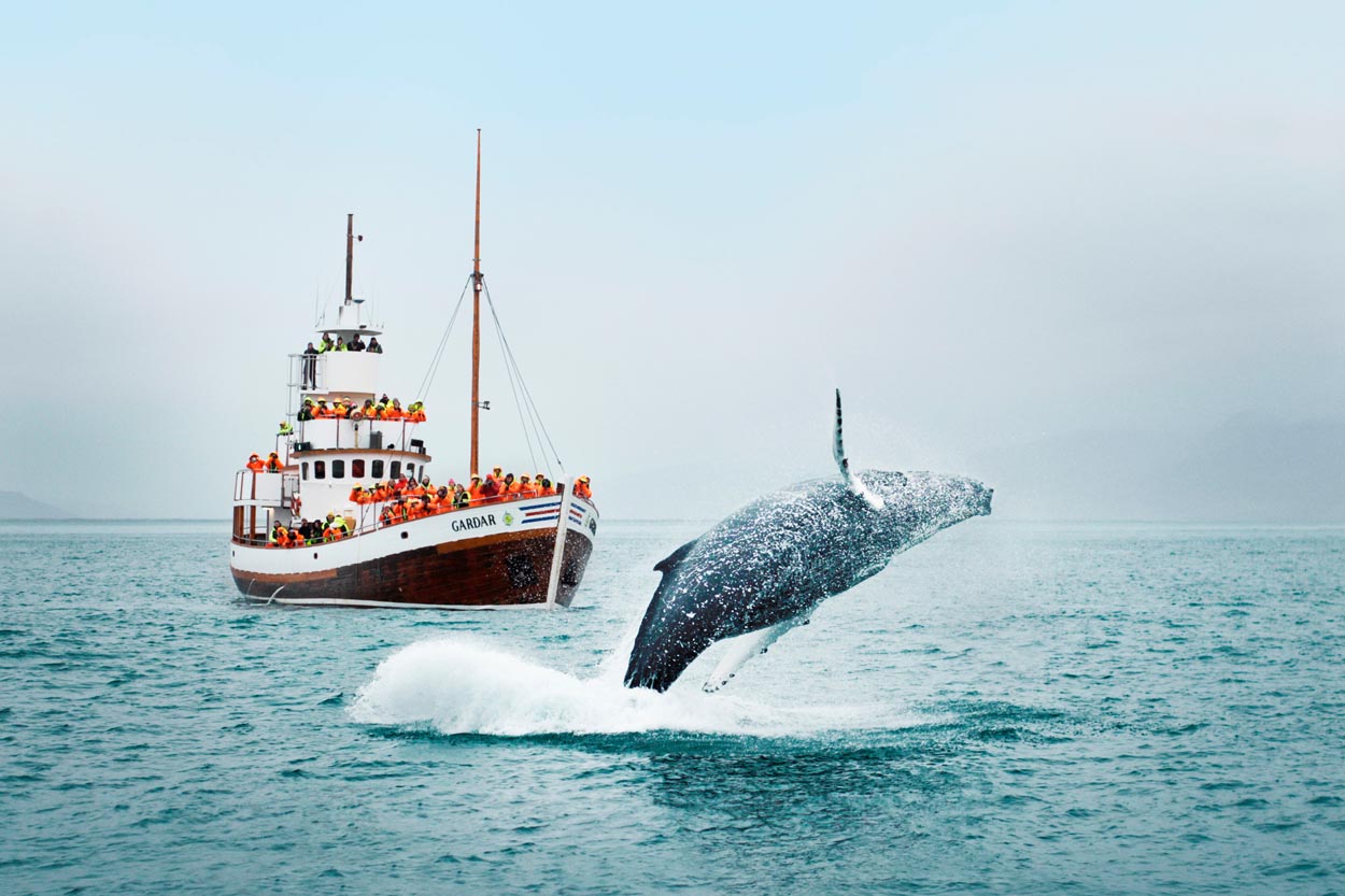A-Day-Of-Whale-Watching-In-Iceland a-day-of-whale-watching-in-iceland