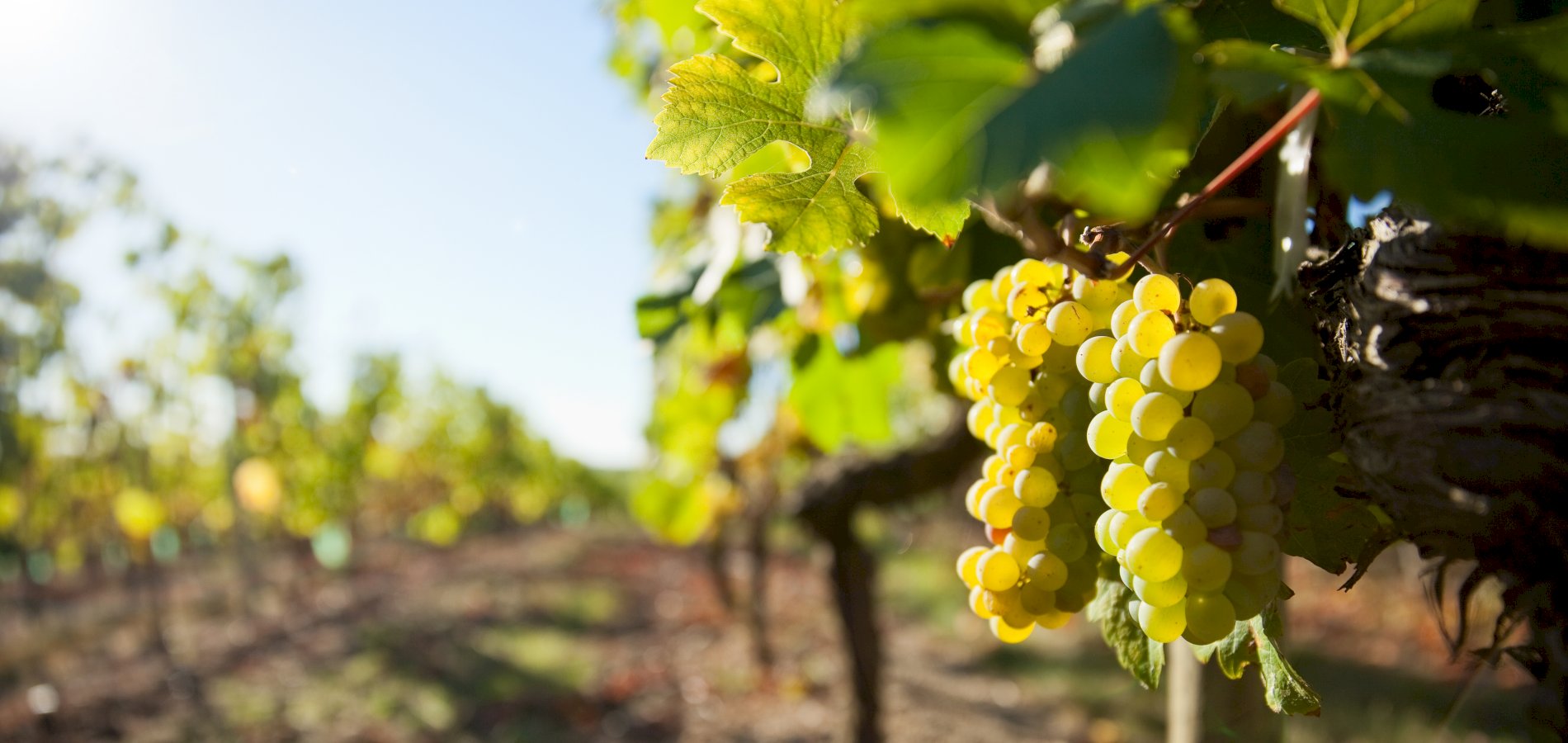A-‘grapes’-Getaway-Best-Tours-To-Champagne-From-Paris a-grapes-getaway-best-tours-to-champagne-from-paris