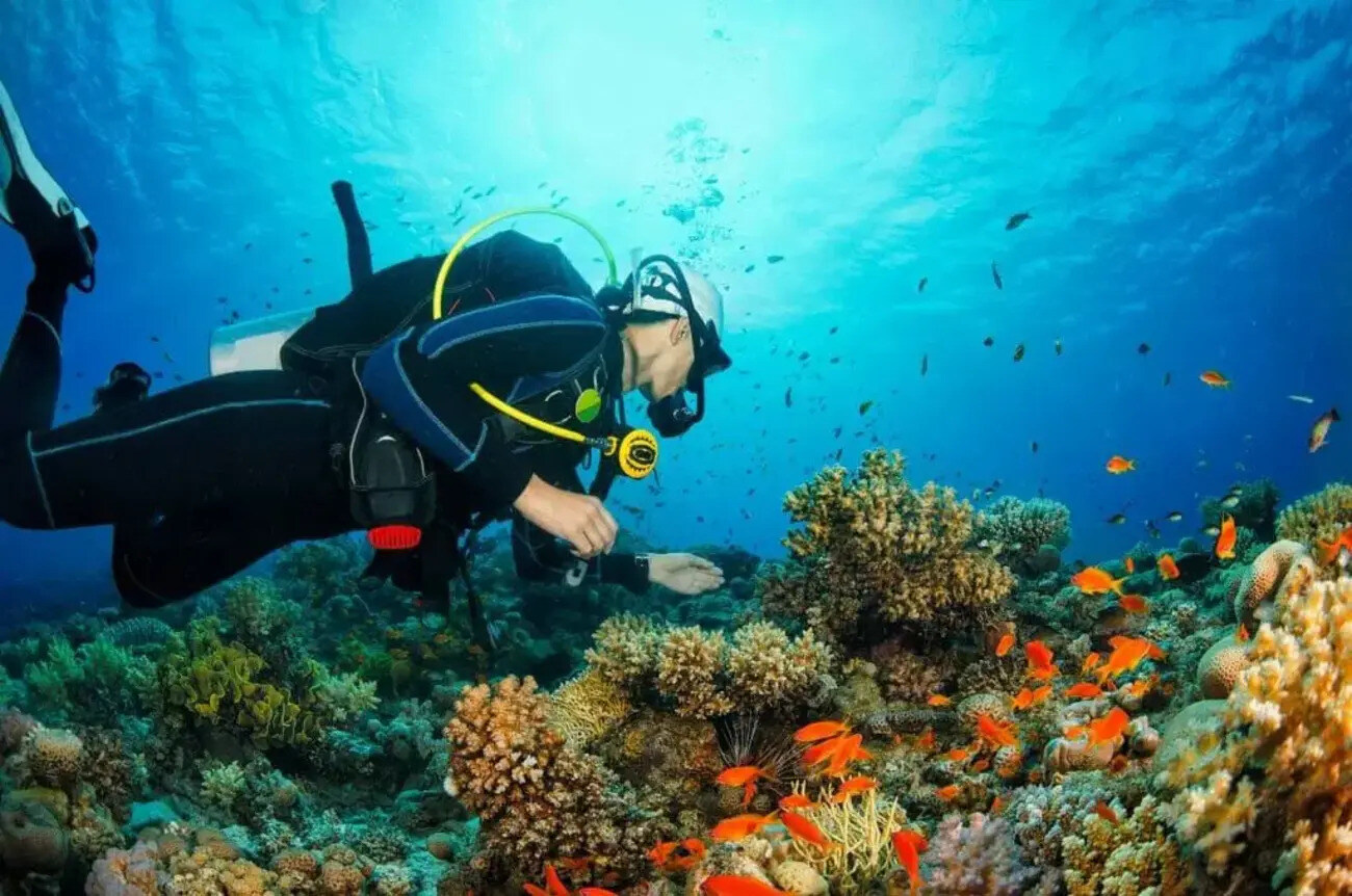 A-Quick-Guide-To-Diving-In-The-Philippines a-quick-guide-to-diving-in-the-philippines
