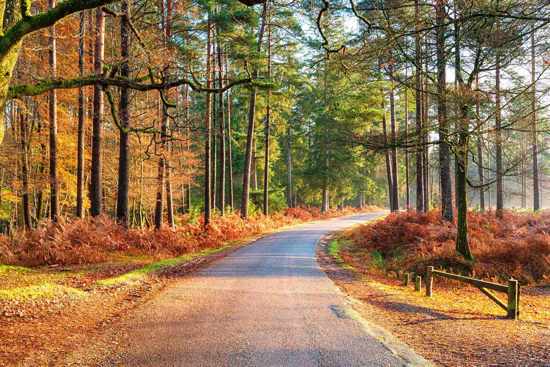 Best-Viewpoints-In-New-Forest-National-Park best-viewpoints-in-new-forest-national-park