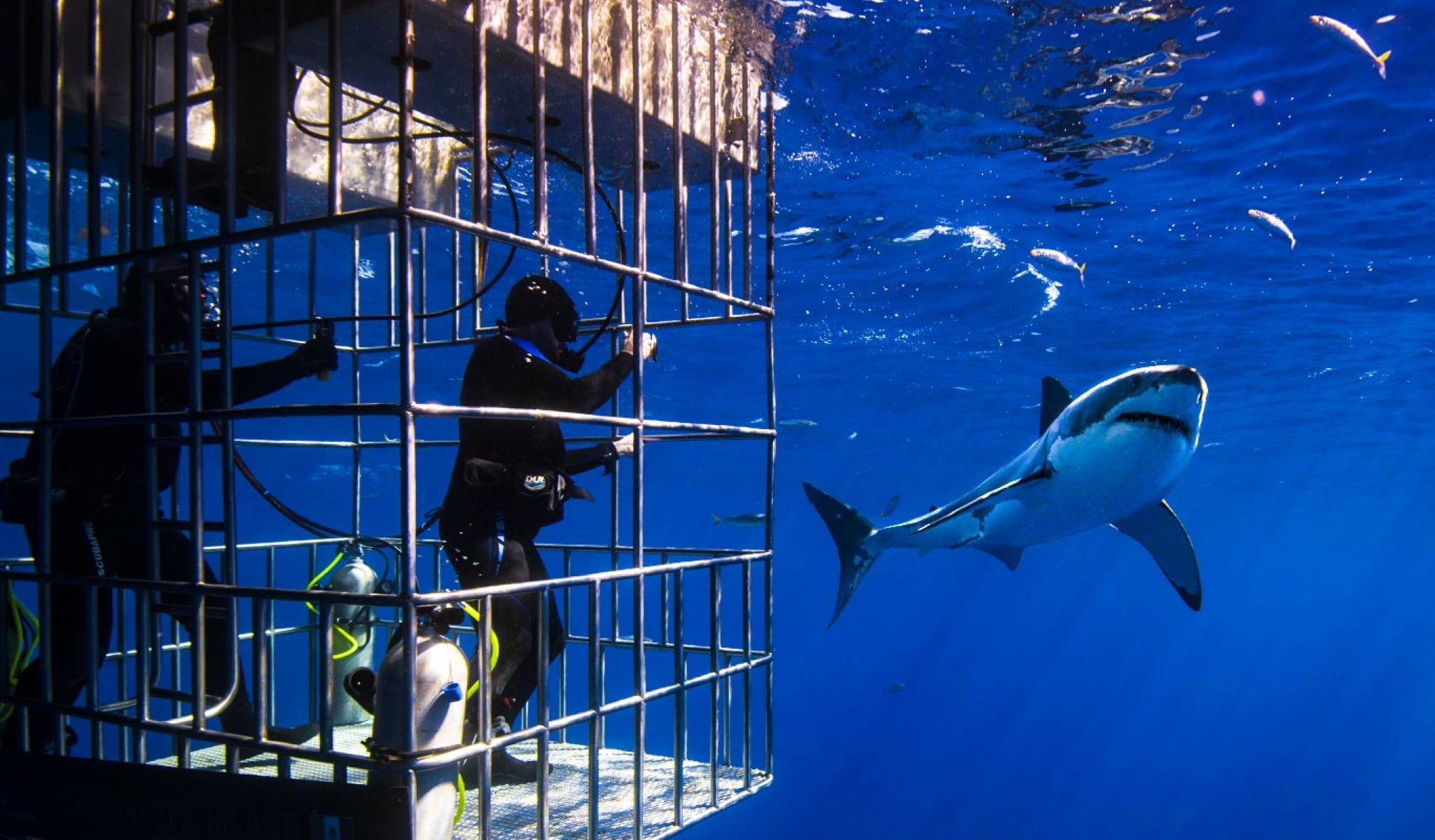 Cage Diving With Great White Sharks In South Africa TouristSecrets Cage Diving With Great White Sharks In South Africa TouristSecrets
