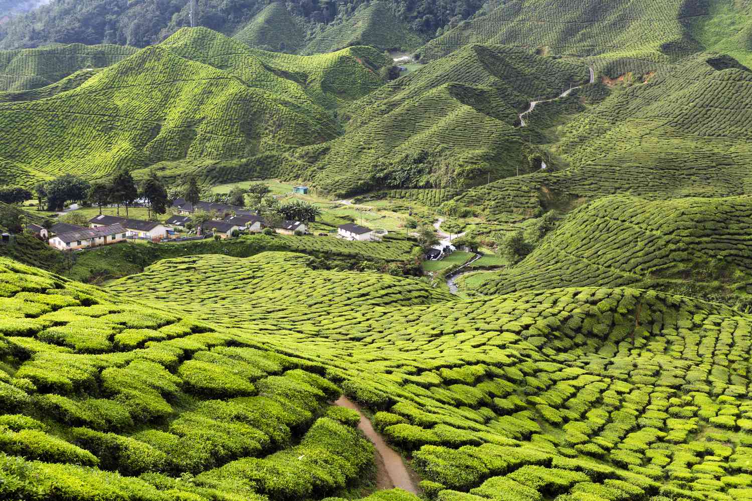 Cameron-Highlands-Hiking-Off-The-Beaten-Path cameron-highlands-hiking-off-the-beaten-path