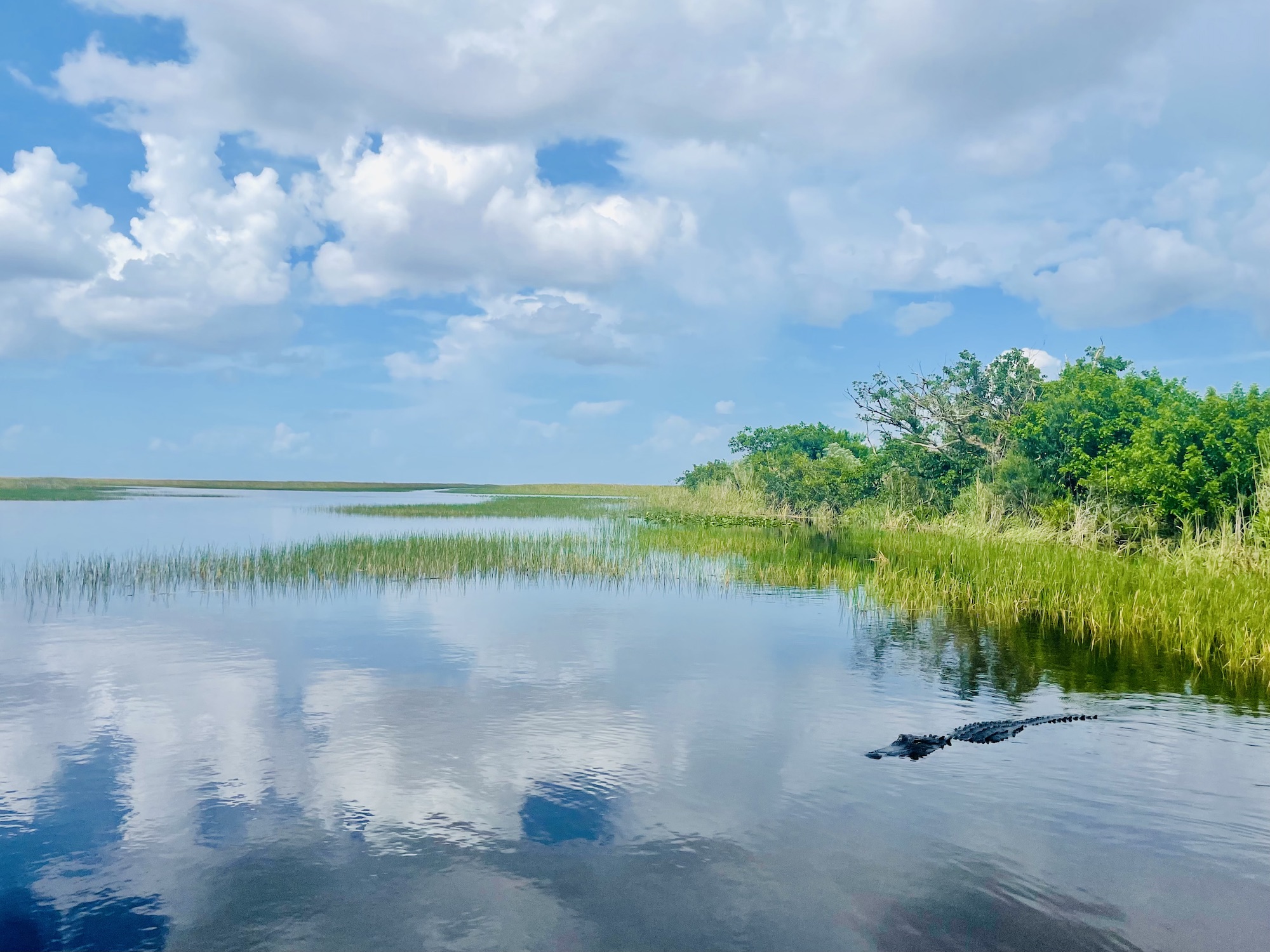 finding-alligators-in-sawgrass-recreation-park-florida
