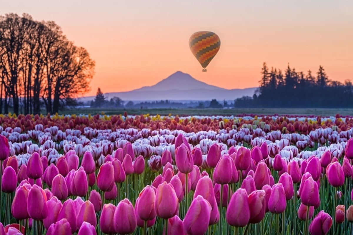 flower-power-oregons-wooden-shoe-tulip-festival