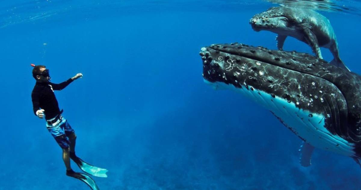 French-Polynesia-Whale-Swim-Trip-8211-Be-My-Travel-Muse french-polynesia-whale-swim-trip-be-my-travel-muse