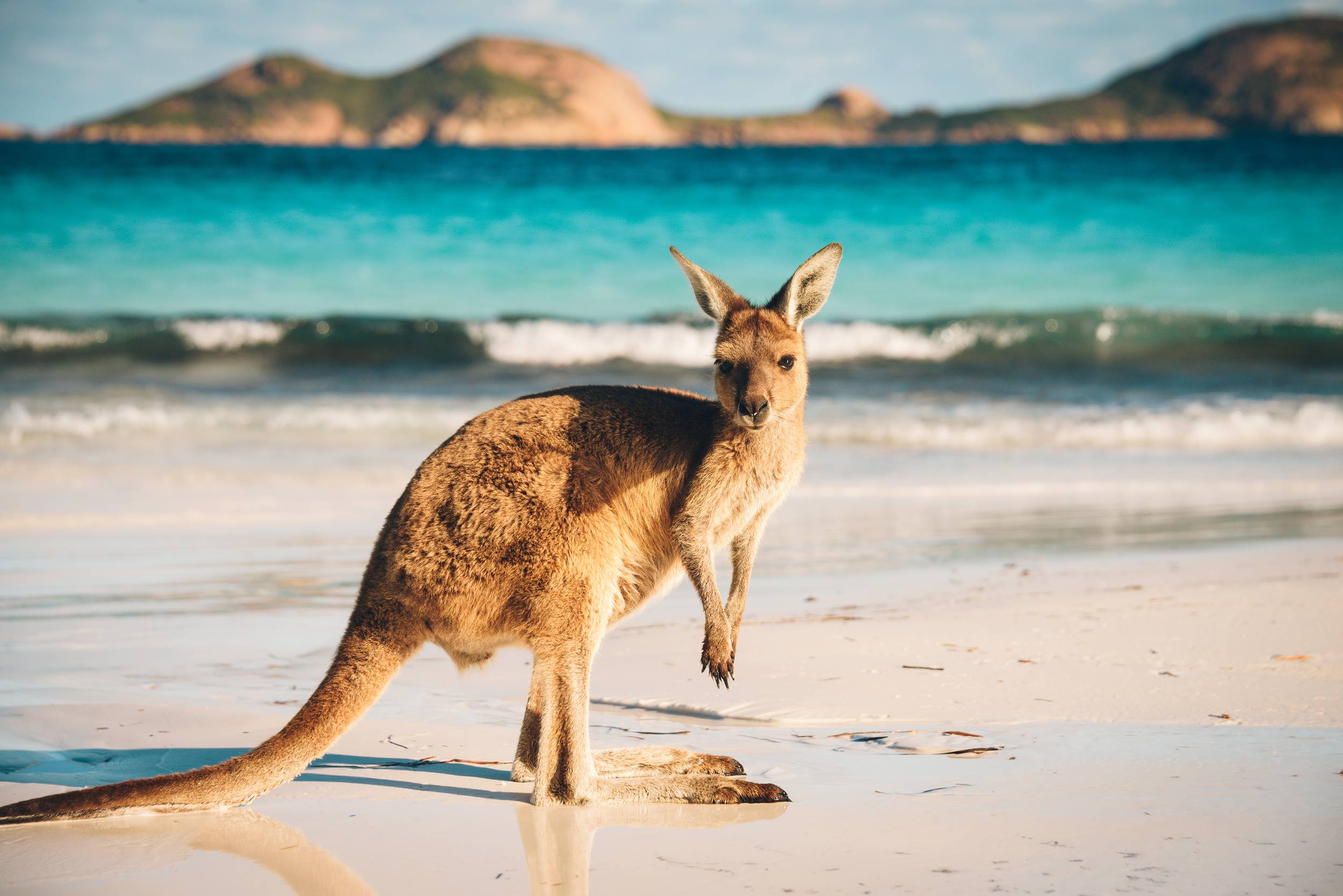 Hello-From-Australia-Here8217s-What-I8217m-Up-To hello-from-australia-heres-what-im-up-to
