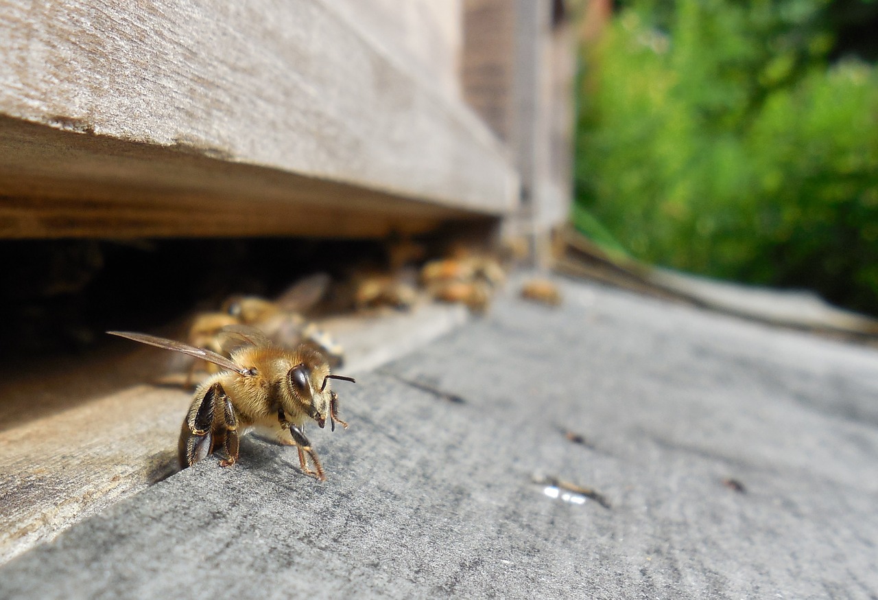 How-To-Be-A-Beekeeper-For-A-Day-In-England how-to-be-a-beekeeper-for-a-day-in-england