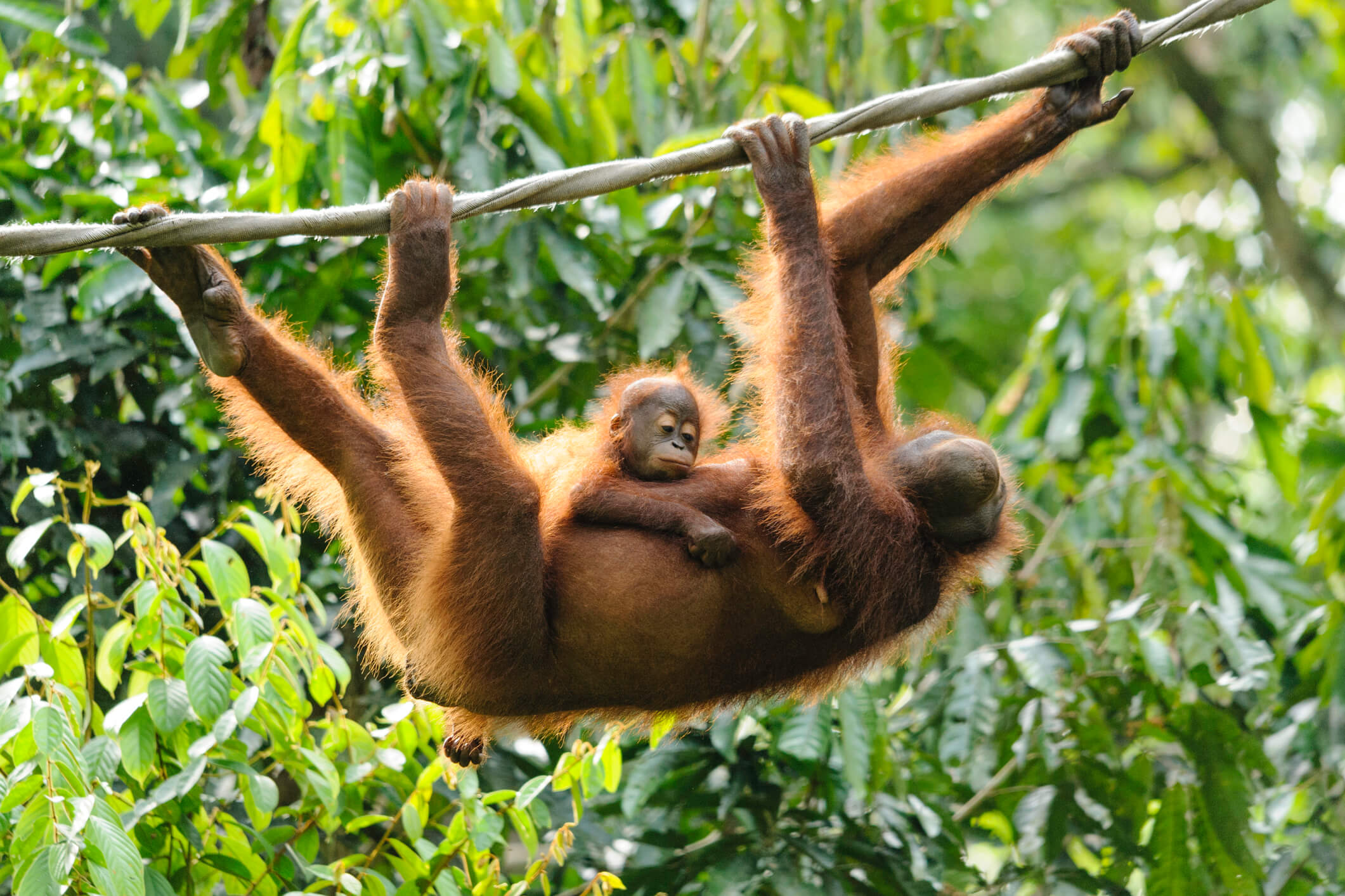 How-To-Find-Orangutans-And-Sun-Bears-In-Sepilok-Malaysian-Borneo how-to-find-orangutans-and-sun-bears-in-sepilok-malaysian-borneo