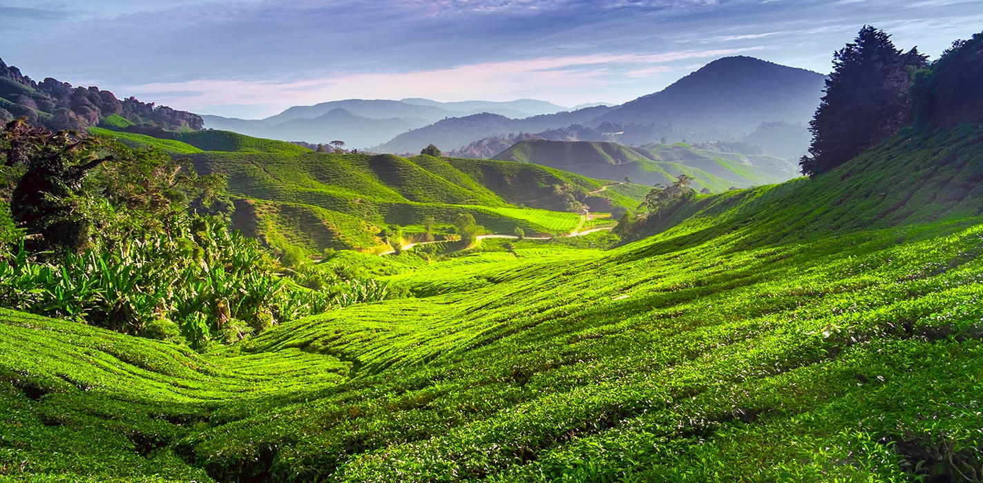 How-To-Go-From-Penang-To-Cameron-Highlands how-to-go-from-penang-to-cameron-highlands
