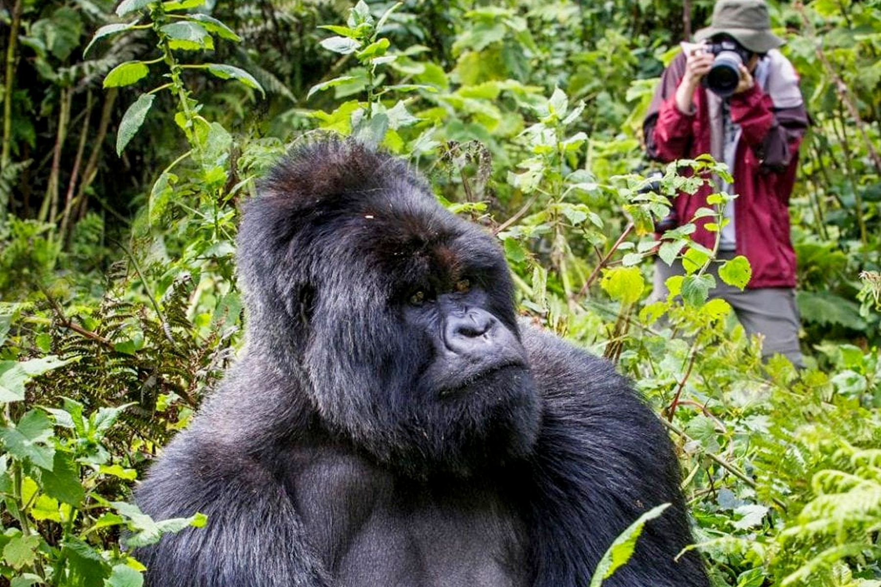 How-To-Go-Gorilla-Trekking-In-Uganda how-to-go-gorilla-trekking-in-uganda